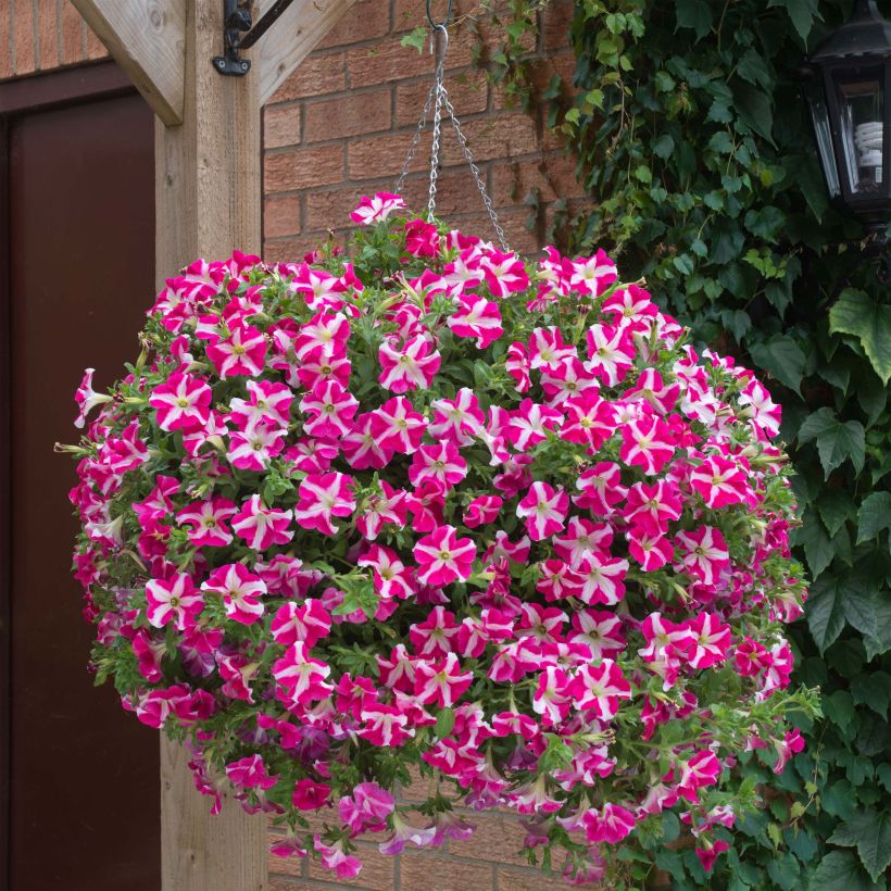 Pétunia Designer Rose Star (Port)