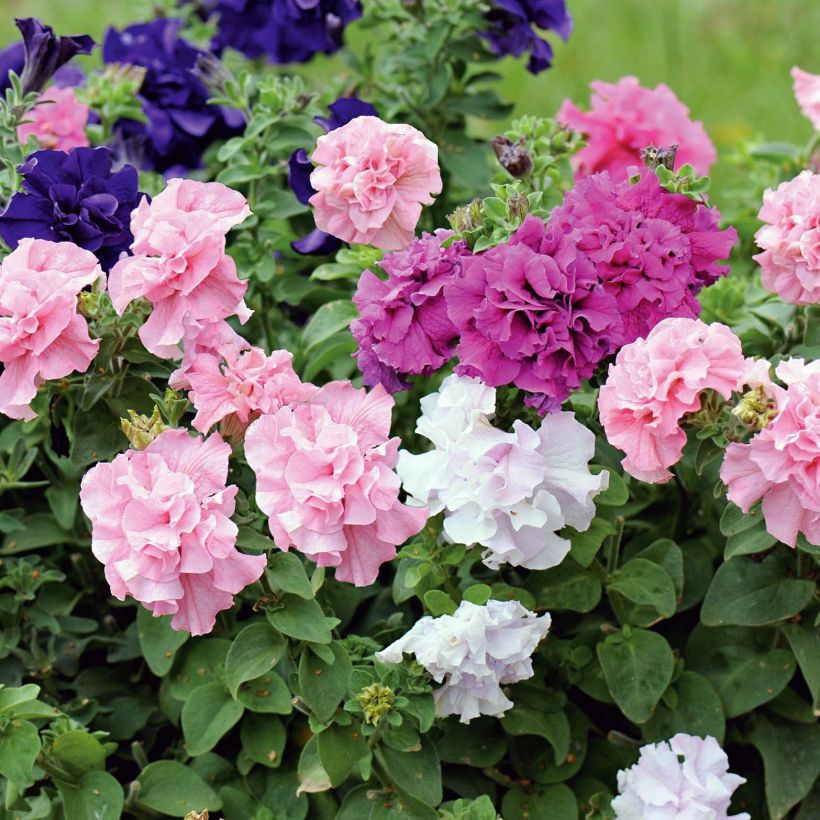 Pétunia double Cassandra Mix (Floraison)