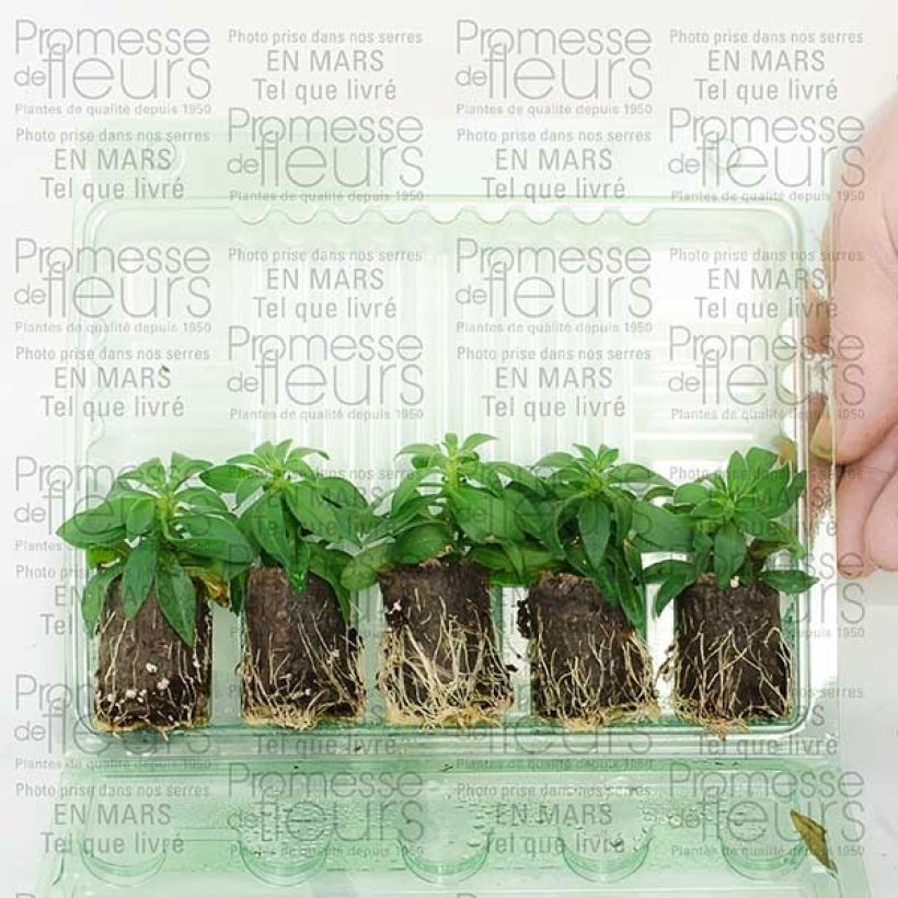 Exemple de spécimen de Calibrachoa Million Bells Cracking fire - Mini-pétunia Mini-motte 4 cm tel que livré