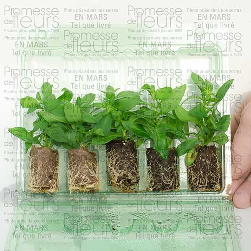 Exemple de spécimen de Calibrachoa Million Bells Lemon - Mini-pétunia Mini-motte 4 cm tel que livré