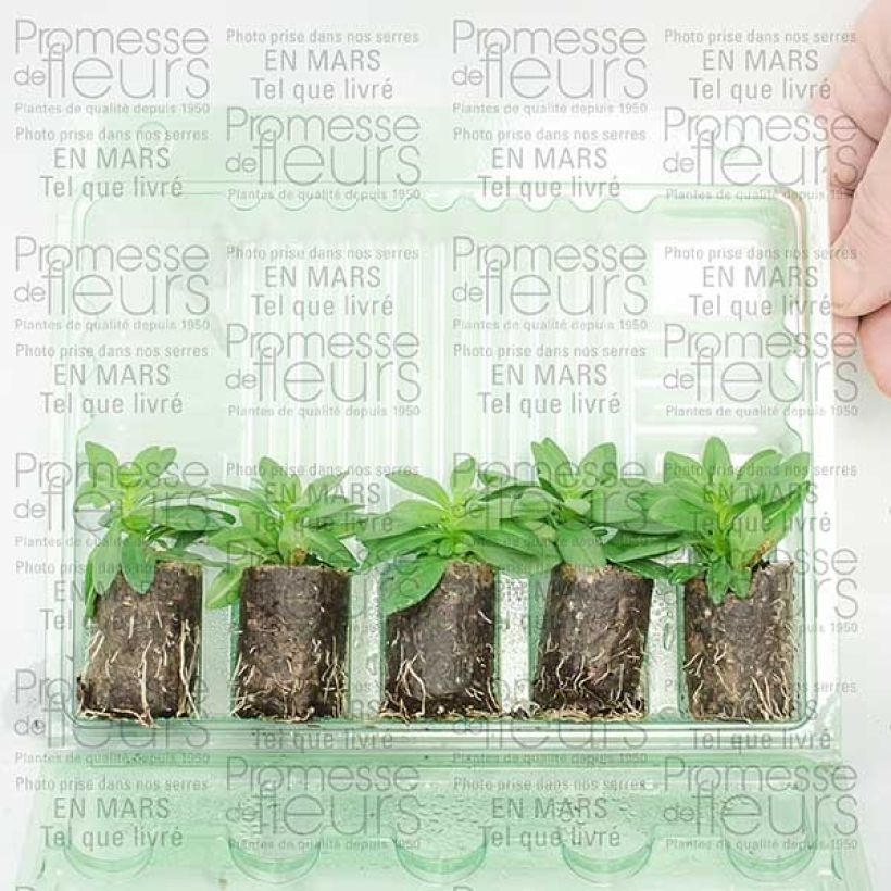 Exemple de spécimen de Calibrachoa Million Bells Trailing Fuchsia - Mini-pétunia Mini-motte 4 cm tel que livré