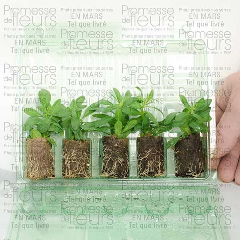 Exemple de spécimen de Calibrachoa Million Bells Trailing Ice - Mini-pétunia Mini-motte 4 cm tel que livré