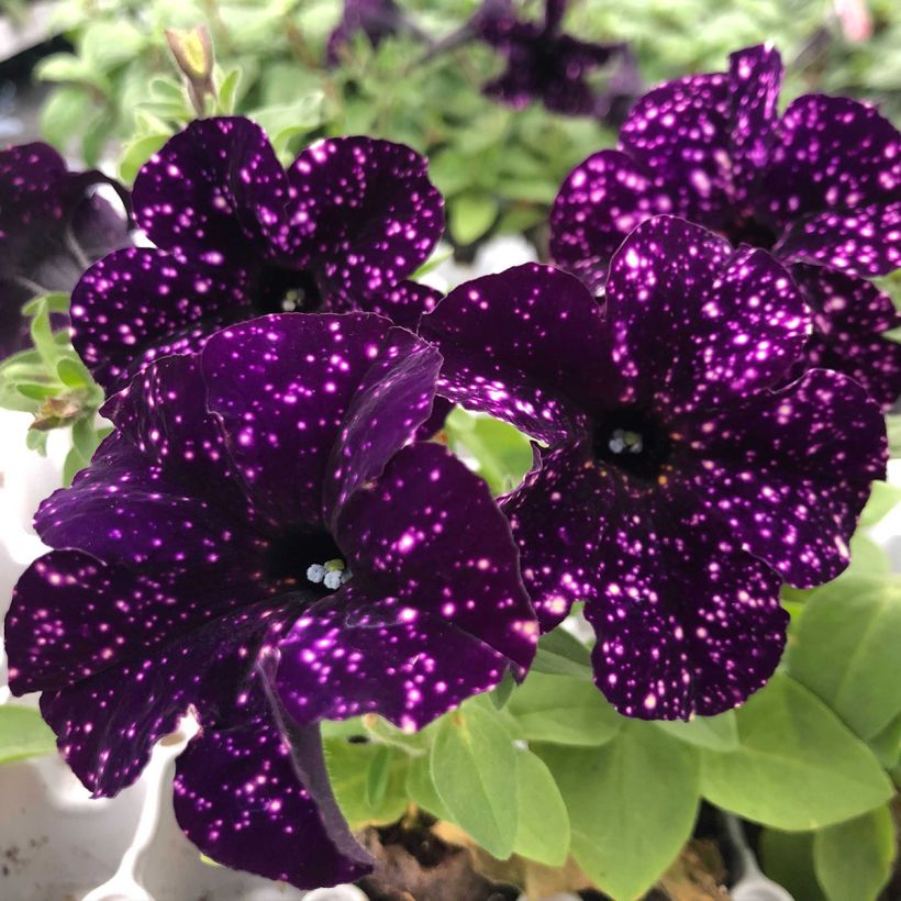 Pétunia Mystery Sky (Floraison)