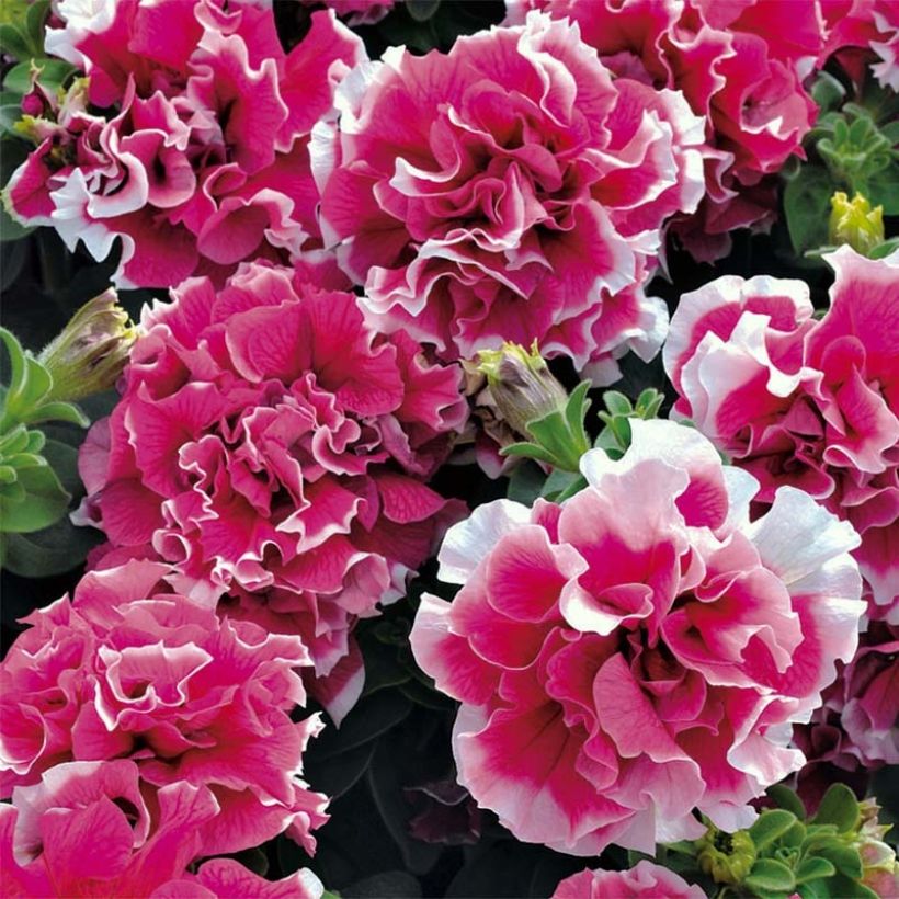 Pétunia Pirouette Rose (Floraison)