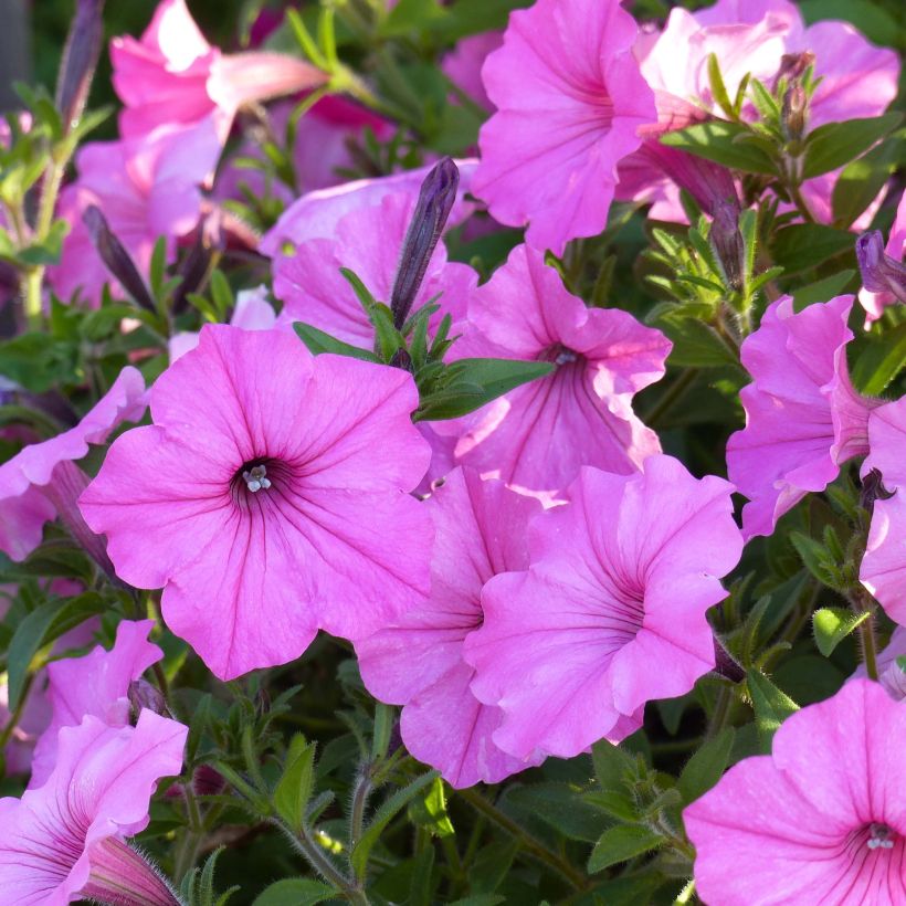 Pétunia Supertunia Vista Bubblegum (Floraison)