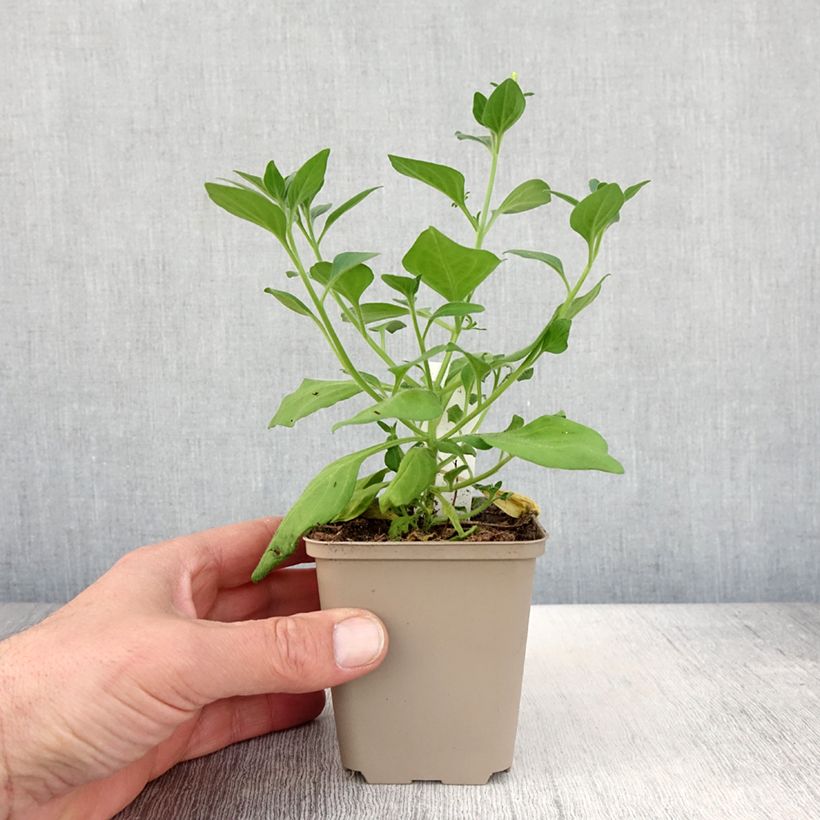 Spécimen de Pétunia Supertunia Vista Bubblegum - Pot de 10 cm/11cm tel que livré au printemps