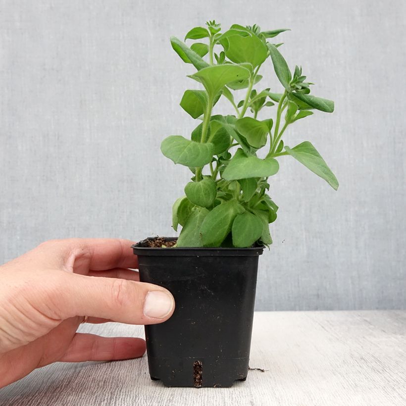 Spécimen de Pétunia Tumbelina Candyfloss double rose foncé - godet de 8/9cm tel que livré au printemps