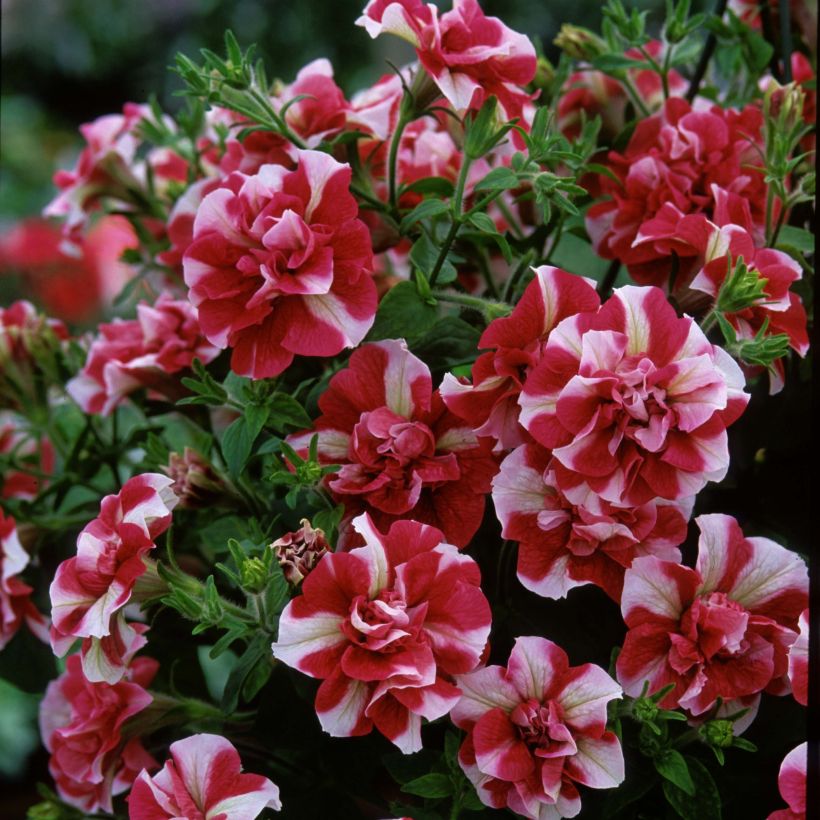 Petunia Tumbelina Cherry Ripple - Pétunia double (Floraison)