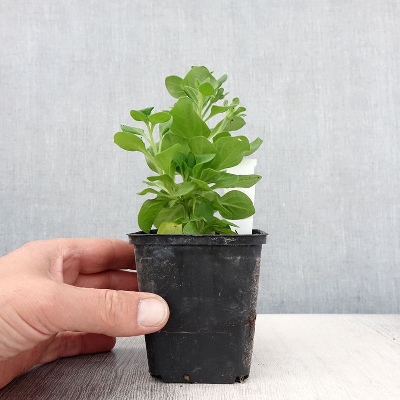 Spécimen de Pétunia Tumbelina Diana double blanc godet de 8/9cm tel que livré au printemps
