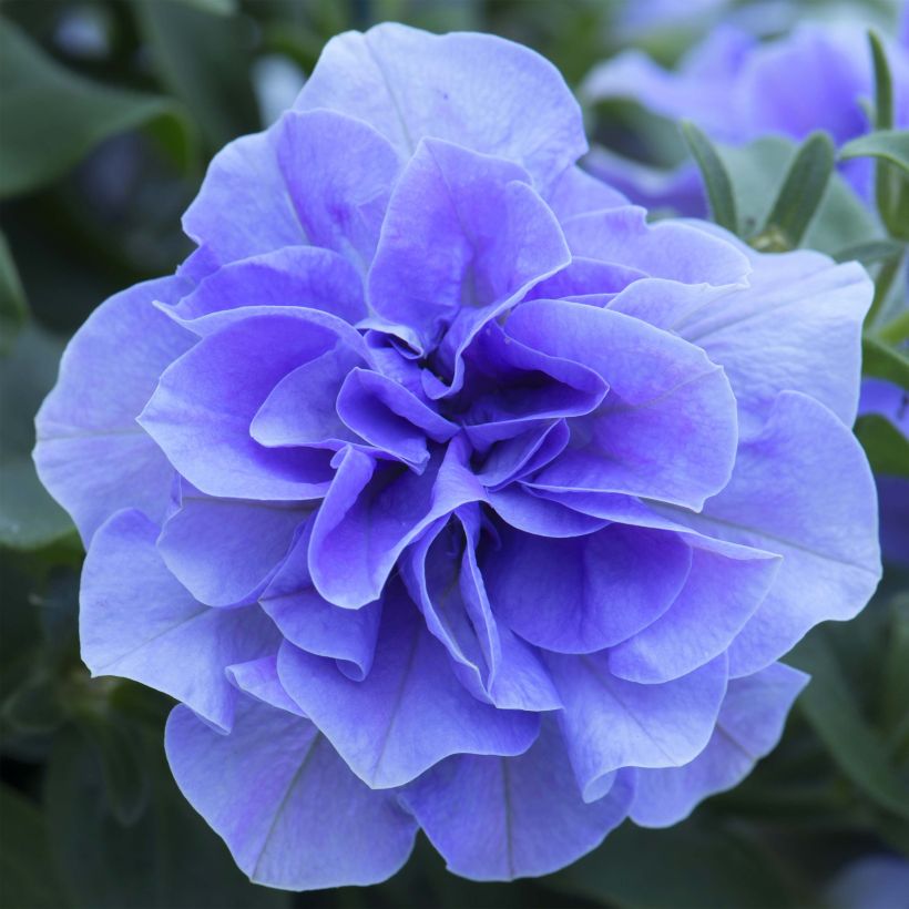 Pétunia Tumbelina Maria double bleu azur (Floraison)