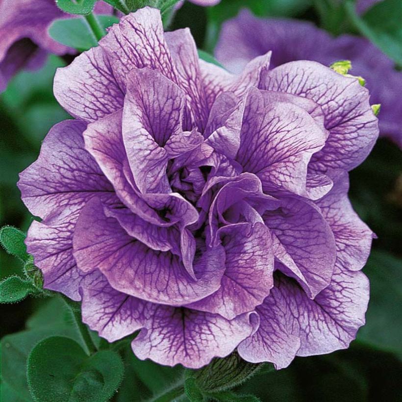 Pétunia Tumbelina Priscilla double lavande veiné (Floraison)