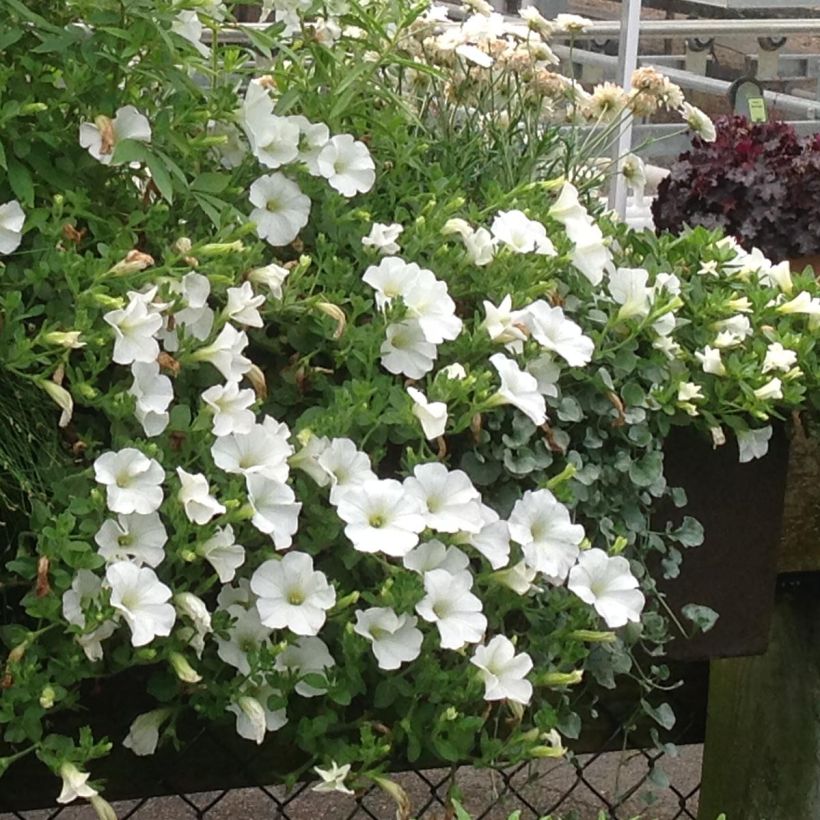 Pétunia Surfinia Snow blanc (Port)