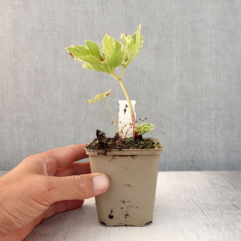Spécimen de Peucedanum ostruthium Daphnis, Imperatoire Godet de 8/9 cm tel que livré en été
