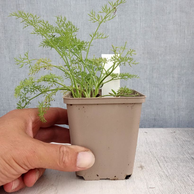 Spécimen de Peucedanum rablense Godet de 8/9 cm tel que livré en été