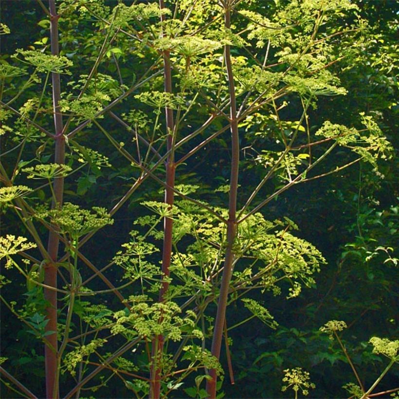 Peucedanum verticillare (Port)