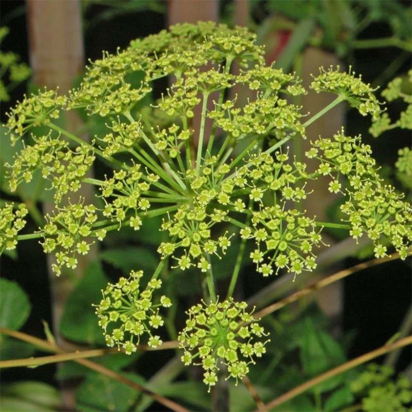 Peucedanum verticillare (Floraison)