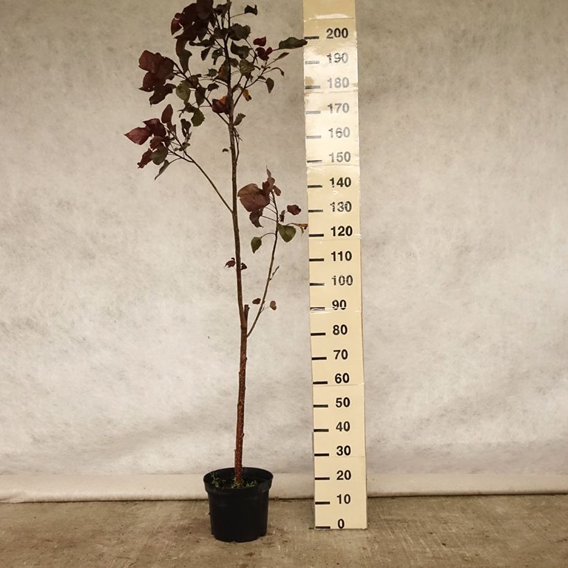 Spécimen de Peuplier pourpre - Populus deltoides Purple Tower Pot de 7,5L/10L tel que livré en été