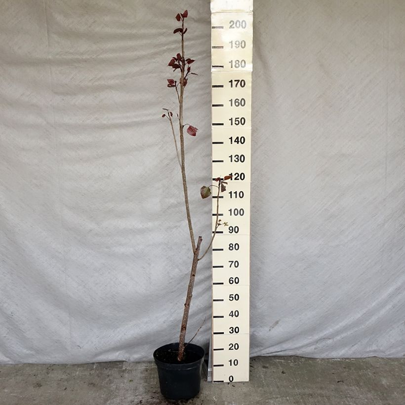 Spécimen de Peuplier pourpre - Populus deltoides Purple Tower Pot de 7,5L/10L tel que livré au printemps