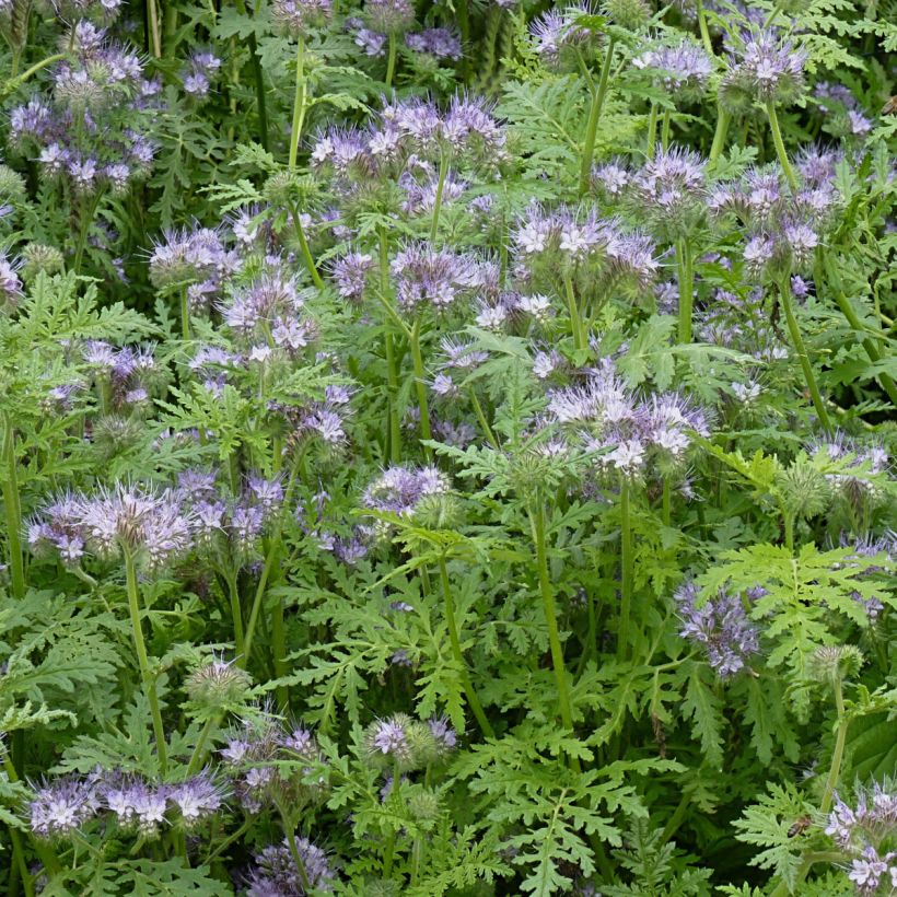 Phacélie tanacetifolia - Engrais vert (Port)