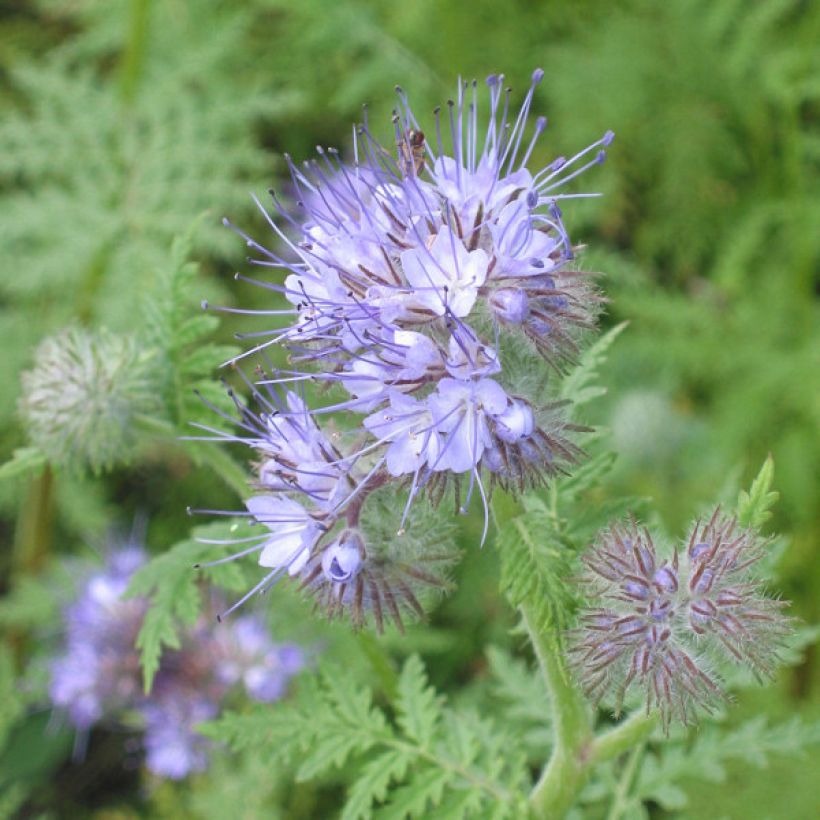 Phacélie tanacetifolia - Engrais vert (Floraison)