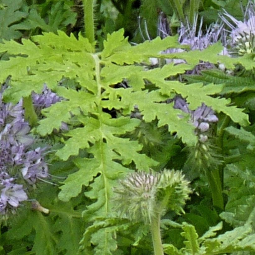 Phacélie tanacetifolia - Engrais vert (Feuillage)
