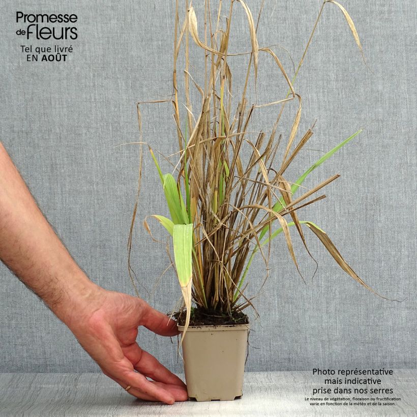 Spécimen de Phaenosperma globosa - Graminée Godet de 8/9 cm tel que livré en été