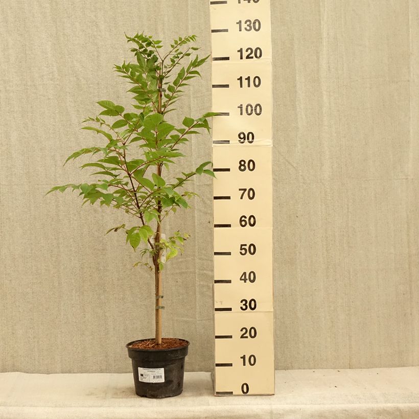 Spécimen de Phellodendron amurense - Arbre au liège de l'Amour Pot de 4L/5L tel que livré en été