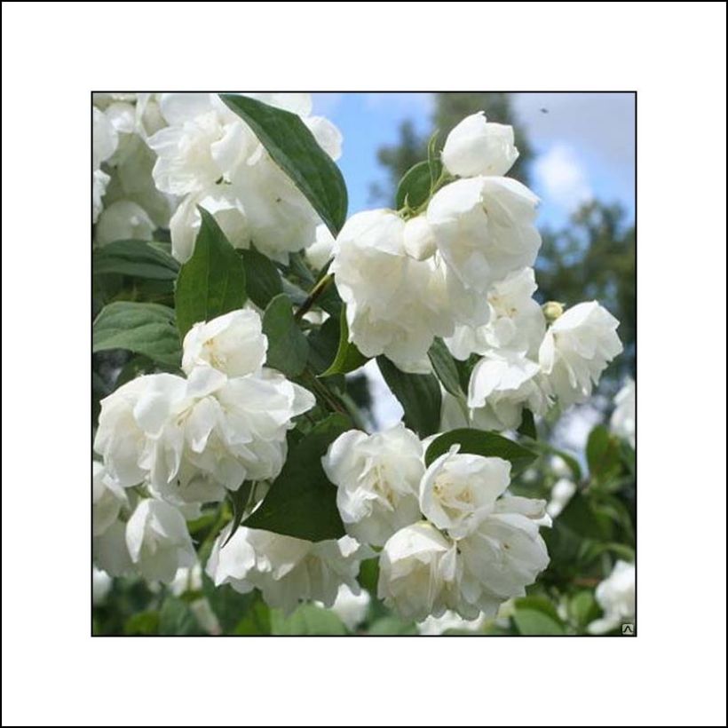 Seringat blanc - Philadelphus Albâtre (Floraison)