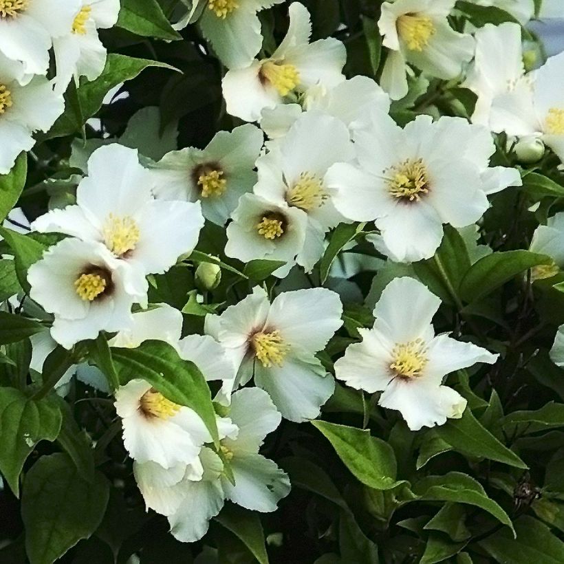 Seringat des jardins - Philadelphus Belle Etoile (Floraison)