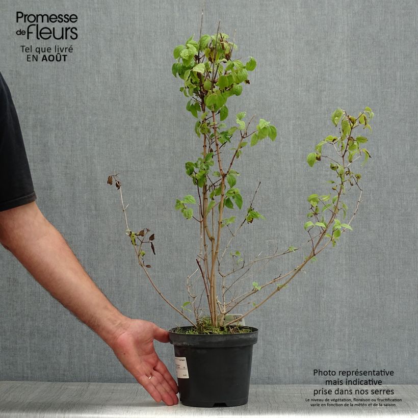 Spécimen de Philadelphus Bouquet Blanc - Seringat Pot de 2L/3L tel que livré en été
