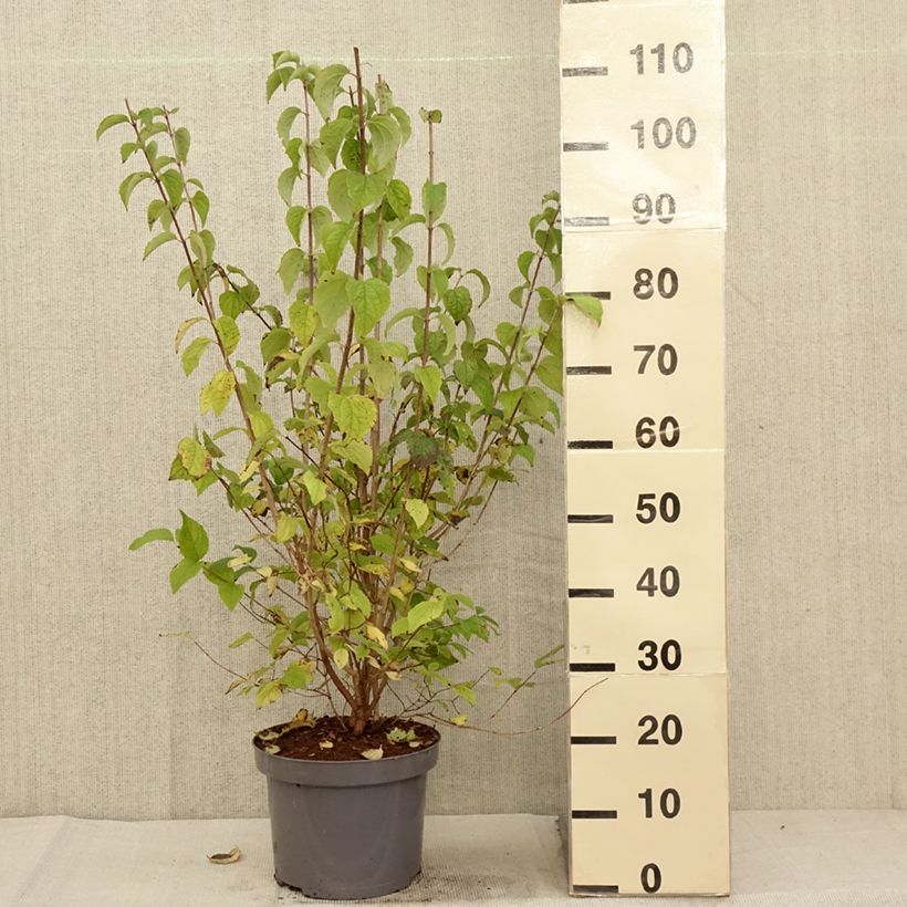 Spécimen de Philadelphus Bouquet Blanc - Seringat Pot de 7,5L/10L tel que livré en automne