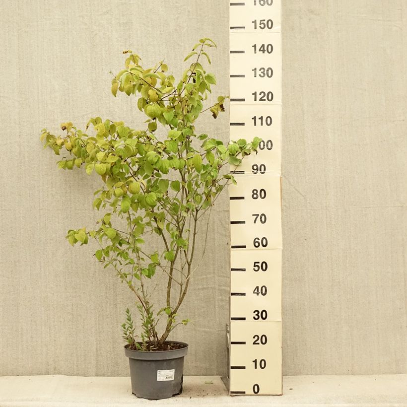 Spécimen de Philadelphus Bouquet Blanc - Seringat Pot de 7,5L/10L tel que livré en été