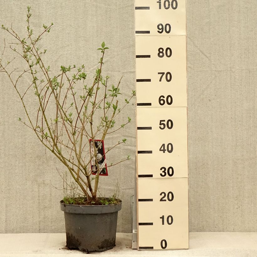 Spécimen de Philadelphus Bouquet Blanc - Seringat Pot de 7,5L/10LHauteur livrée env. 80/100cm tel que livré au printemps
