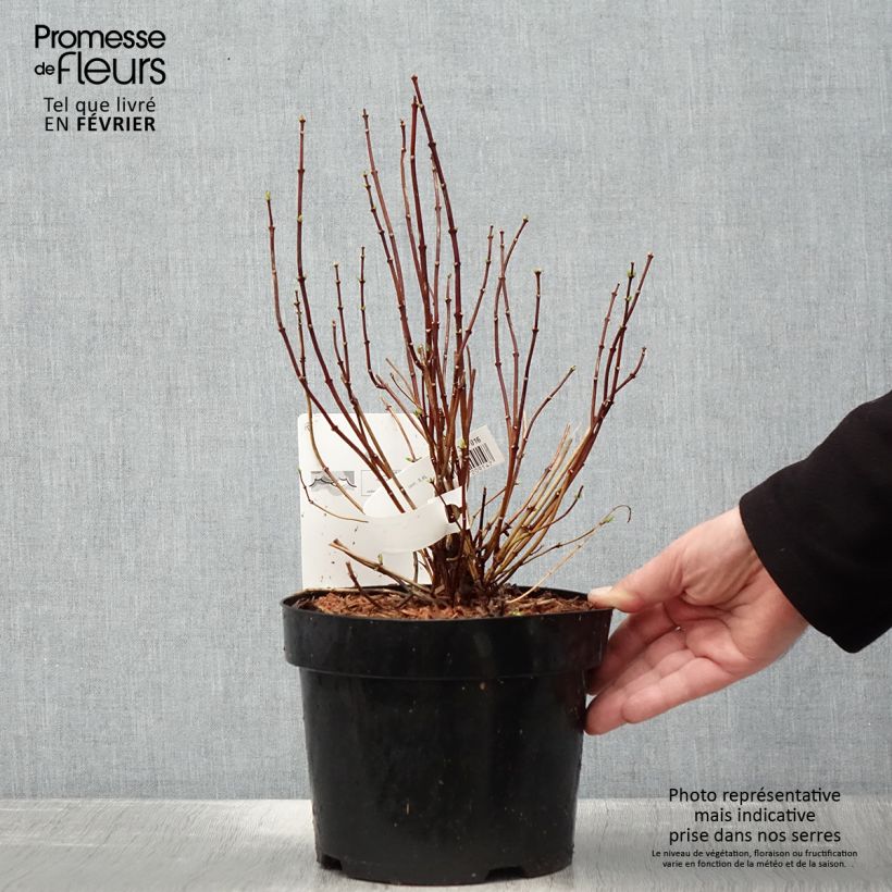 Spécimen de Philadelphus coronarius Pot de 2L/3L tel que livré en hiver
