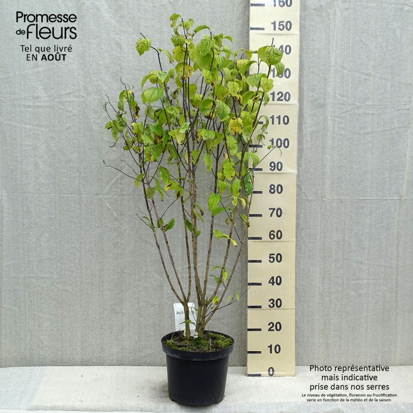 Spécimen de Philadelphus coronarius tel que livré en ete