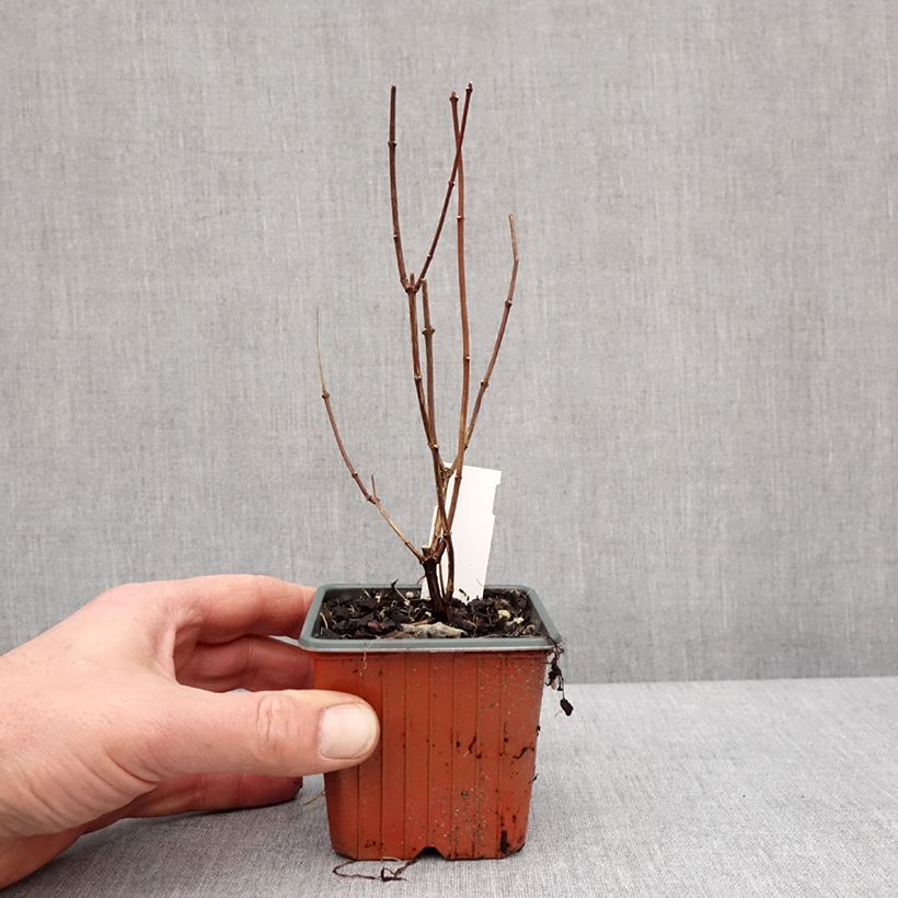 Spécimen de Philadelphus Dame Blanche - Seringat Godet de 8/9 cm tel que livré en hiver