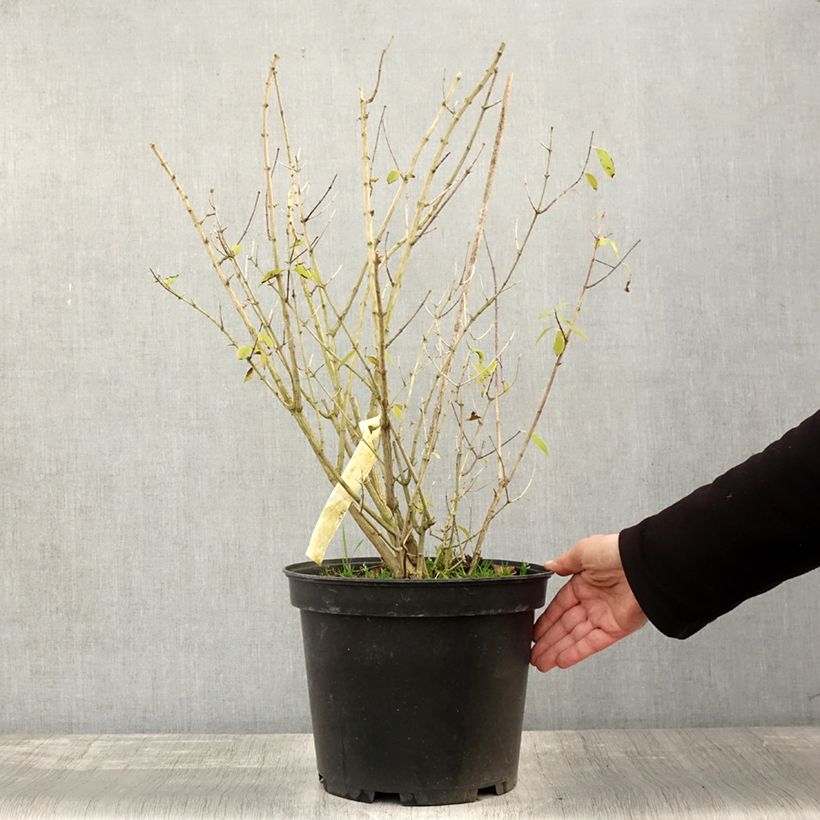 Spécimen de Seringat des Jardins - Philadelphus Innocence Pot de 7,5L/10L tel que livré en automne