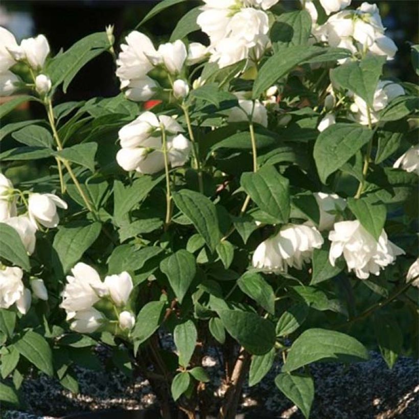 Philadelphus Little White Love - Seringat nain. (Feuillage)