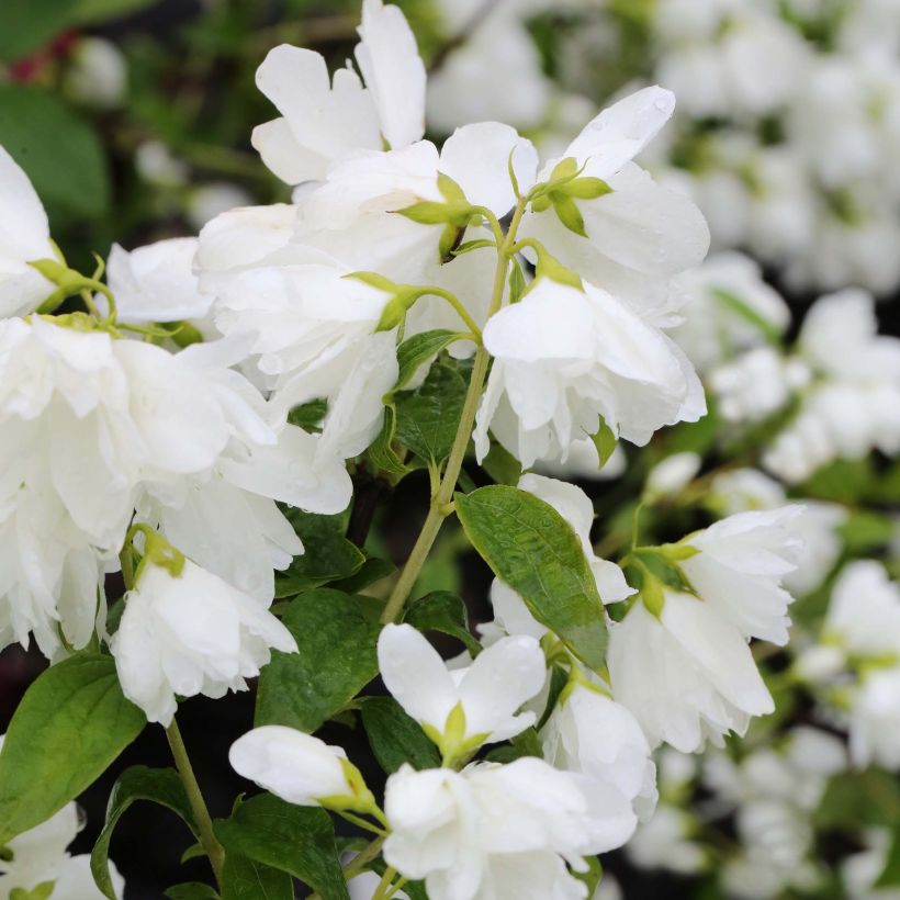 Philadelphus Little White Love - Seringat nain. (Floraison)