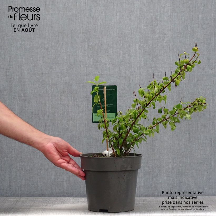 Spécimen de Philadelphus Little White Love - Seringat nain. Pot de 2L/3L tel que livré en été