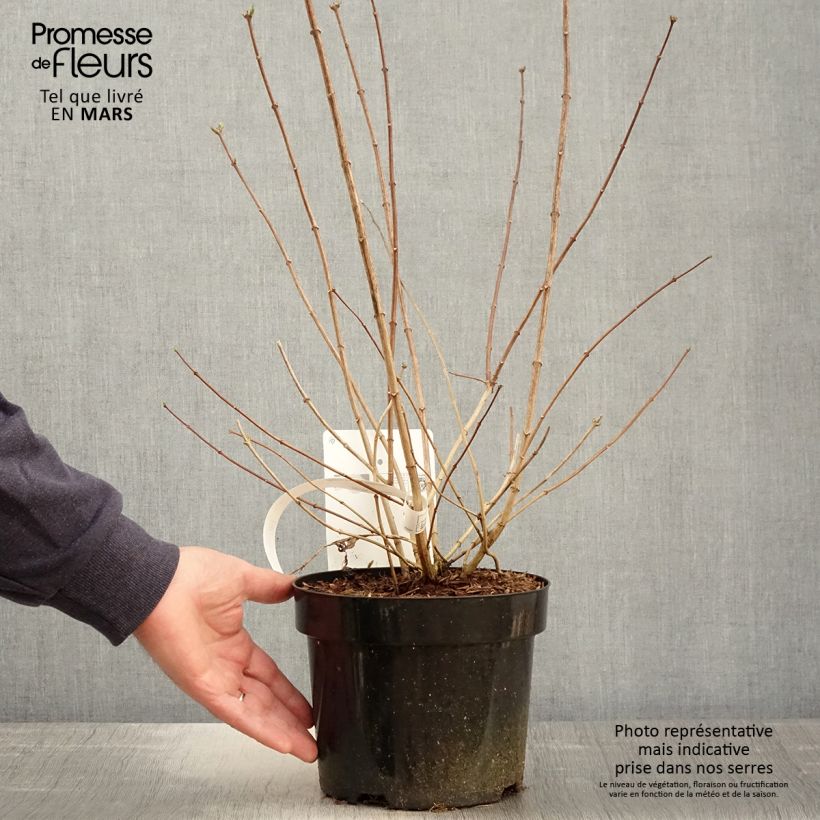 Spécimen de Seringat Minnesota Snowflake - Philadelphus virginalis Pot de 2L/3LHauteur livrée env. 30/40cm tel que livré au printemps