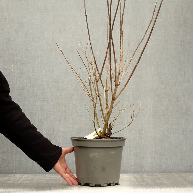 Spécimen de Seringat Minnesota Snowflake - Philadelphus virginalis Pot de 7,5L/10L tel que livré en automne