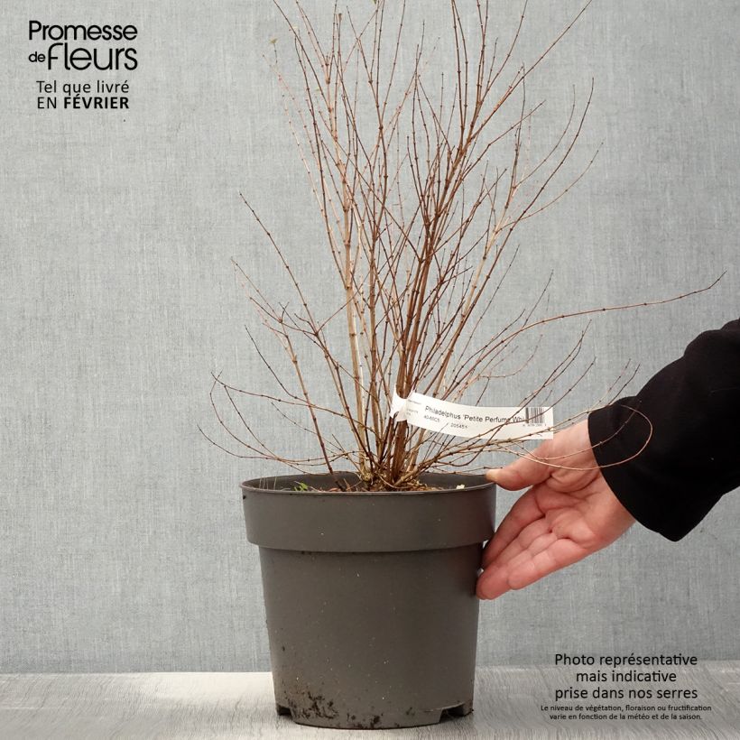 Spécimen de Philadelphus Petite Perfume White Pot de 3L/4L tel que livré en hiver