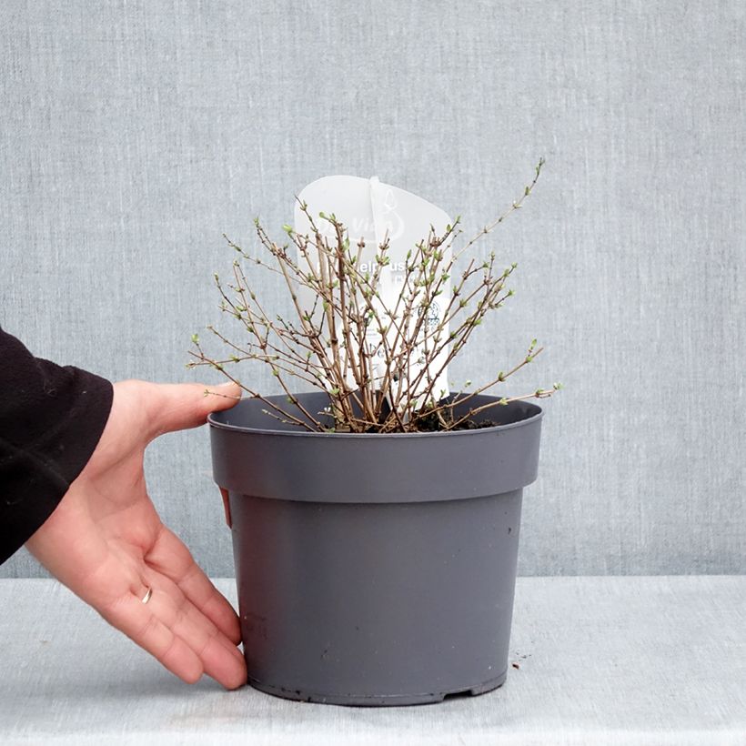 Spécimen de Philadelphus Petite Perfume White - Pot de 3L/4L tel que livré au printemps