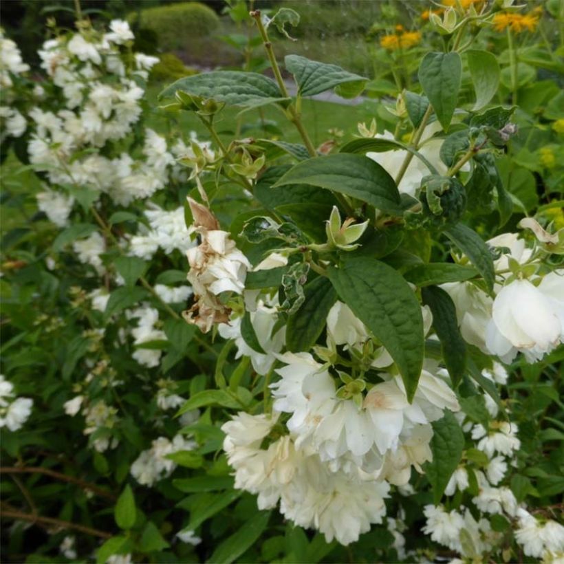 Seringat - Philadelphus Snowbelle (Floraison)