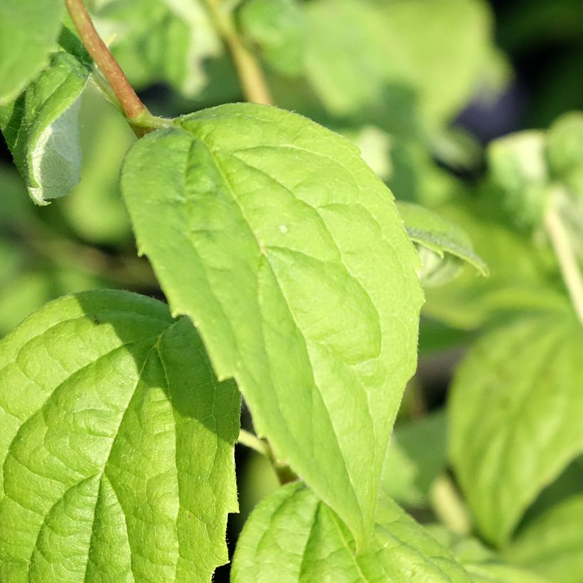 Philadelphus Virginal - Seringat blanc (Feuillage)