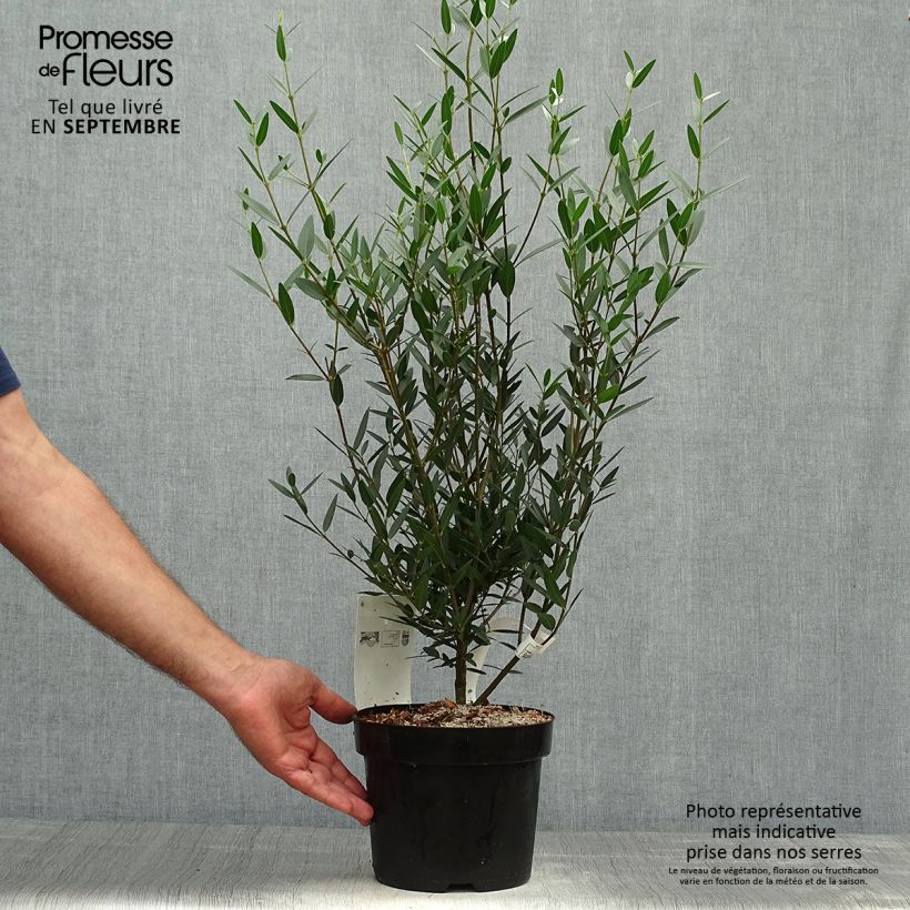 Spécimen de Phillyrea angustifolia - Filaire à feuilles étroites Pot de 2L/3L tel que livré en automne