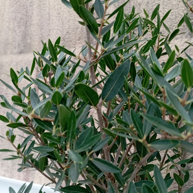 Phillyrea angustifolia GreenQuick - Filaire à feuilles étroites (Feuillage)