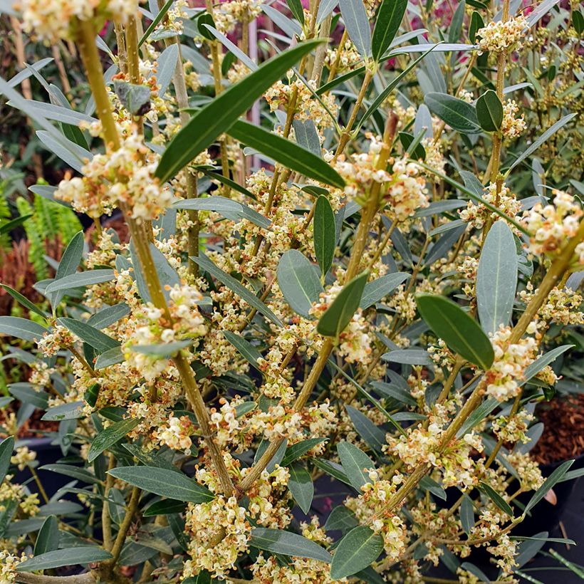 Phillyrea angustifolia GreenQuick - Filaire à feuilles étroites (Floraison)