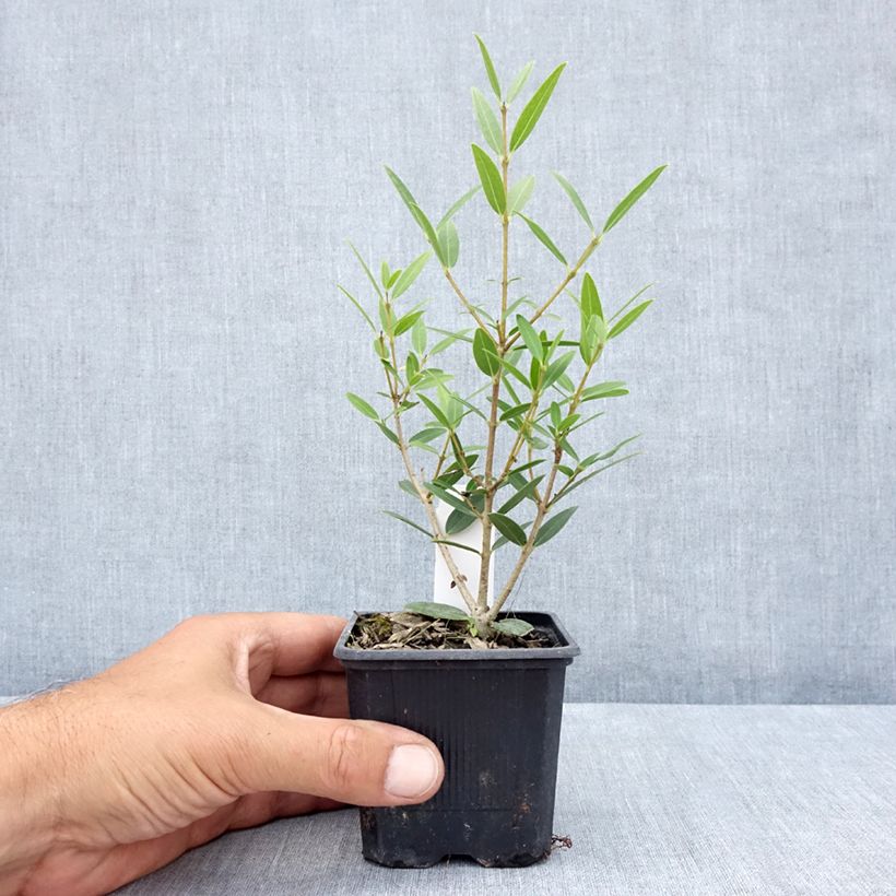 Spécimen de Phillyrea angustifolia Green Up - Filaire à feuilles étroites Godet de 8/9 cm tel que livré en été
